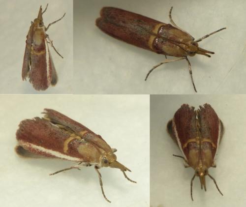 Etiella zinckenella
